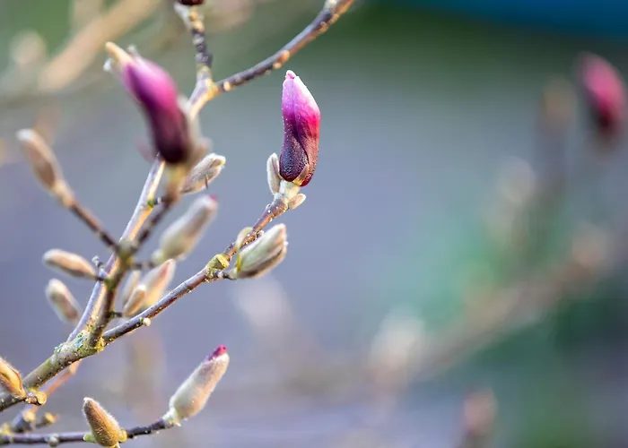 ホテル Seehotel Grunewald 3*